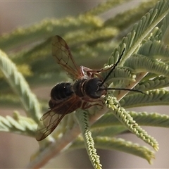 Unverified Wasp (Hymenoptera, Apocrita) at Greenway, ACT - 23 Aug 2025 by DavidDedenczuk