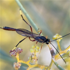 Trichomma sp. (genus) at Russell, ACT - 22 Aug 2025 by Hejor1