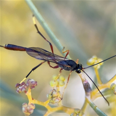 Trichomma sp. (genus) at Russell, ACT - 22 Aug 2025 by Hejor1