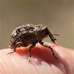 Tepperia sterculiae (Kurrajong seed weevil) at Russell, ACT - 22 Aug 2025 by Hejor1