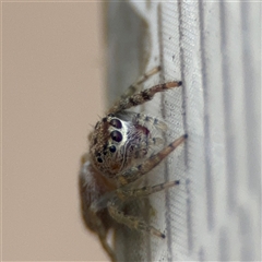Opisthoncus sp. (genus) (Opisthoncus jumping spider) at Russell, ACT - 22 Aug 2025 by Hejor1