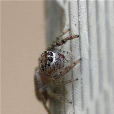 Opisthoncus sp. (genus) (Opisthoncus jumping spider) at Russell, ACT - 22 Aug 2025 by Hejor1