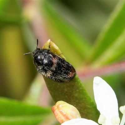 Eurhopalus froggatti (Dermestid beetle, Skin beetle) at Higgins, ACT - 22 Aug 2025 by AlisonMilton