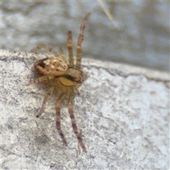Australomisidia cruentata (Blood-stained Flower Spider) at Russell, ACT - 22 Aug 2025 by Hejor1