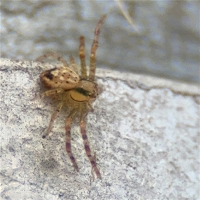 Australomisidia cruentata (Blood-stained Flower Spider) at Russell, ACT - 22 Aug 2025 by Hejor1