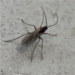Cecidomyiidae (family) (Gall gnat) at Russell, ACT - 22 Aug 2025 by Hejor1