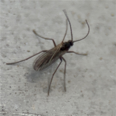 Cecidomyiidae (family) (Gall gnat) at Russell, ACT - 22 Aug 2025 by Hejor1