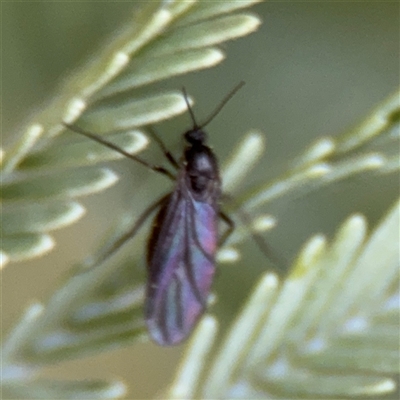 Sciaridae sp. (family) (Black fungus gnat) at Russell, ACT - 22 Aug 2025 by Hejor1