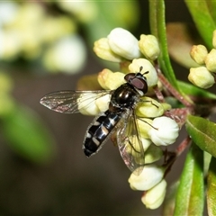 Melangyna collatus (Hover fly) at Higgins, ACT - 22 Aug 2025 by AlisonMilton