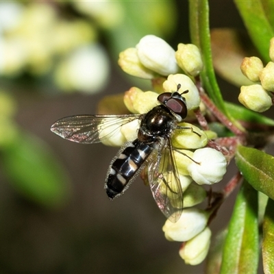 Melangyna collatus (Hover fly) at Higgins, ACT - 22 Aug 2025 by AlisonMilton