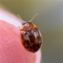 Peltoschema delicatulum (Leaf beetle) at Russell, ACT - 22 Aug 2025 by Hejor1