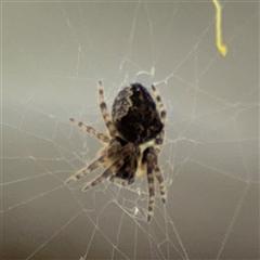 Araneus sp. (genus) at Russell, ACT - 22 Aug 2025 by Hejor1