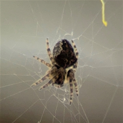 Araneus sp. (genus) at Russell, ACT - 22 Aug 2025 by Hejor1