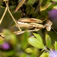 Tenodera australasiae (Purple-winged mantid) at Higgins, ACT - 22 Aug 2025 by AlisonMilton