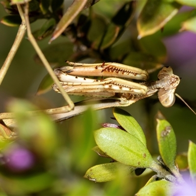 Tenodera australasiae (Purple-winged mantid) at Higgins, ACT - 22 Aug 2025 by AlisonMilton