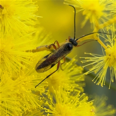 Ichneumonidae (family) at Russell, ACT - 22 Aug 2025 by Hejor1