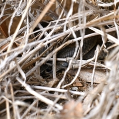 Pseudonaja textilis (Eastern Brown Snake) at Fyshwick, ACT - 5 Aug 2025 by davidcunninghamwildlife