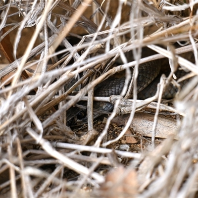 Pseudonaja textilis (Eastern Brown Snake) at Fyshwick, ACT - 5 Aug 2025 by davidcunninghamwildlife