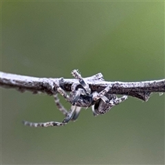 Araneidae (family) at Russell, ACT - 22 Aug 2025 by Hejor1