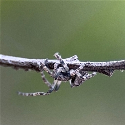 Araneidae (family) at Russell, ACT - 22 Aug 2025 by Hejor1