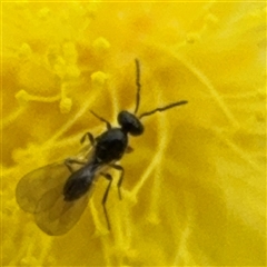 Apocrita (suborder) at Russell, ACT - 22 Aug 2025 by Hejor1