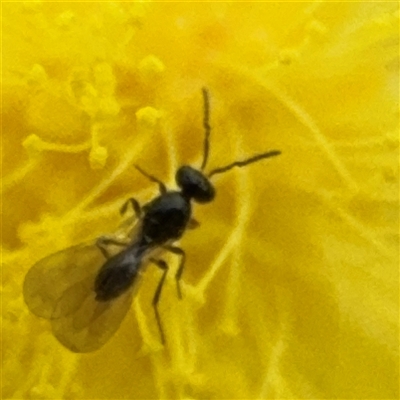 Apocrita (suborder) at Russell, ACT - 22 Aug 2025 by Hejor1