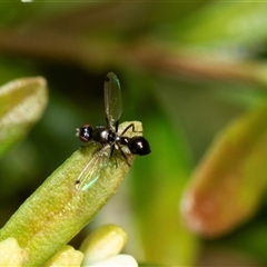 Parapalaeosepsis plebeia (Ant fly) at Higgins, ACT - 22 Aug 2025 by AlisonMilton