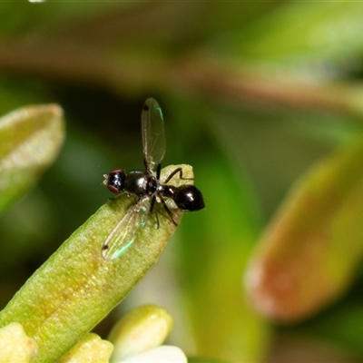 Parapalaeosepsis plebeia (Ant fly) at Higgins, ACT - 22 Aug 2025 by AlisonMilton