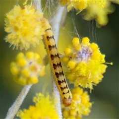 Chloroclystis (genus) (A geometer moth) at Russell, ACT - 26 Sep 2025 by Hejor1