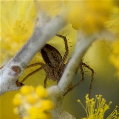 Oxyopes (genus) (Lynx spider) at Russell, ACT - 22 Aug 2025 by Hejor1