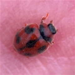 Novius bellus (A ladybird) at Russell, ACT - 22 Aug 2025 by Hejor1