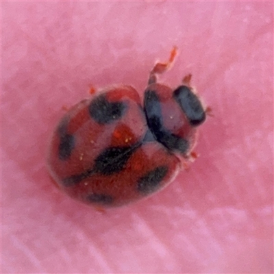 Novius bellus (A ladybird) at Russell, ACT - 22 Aug 2025 by Hejor1