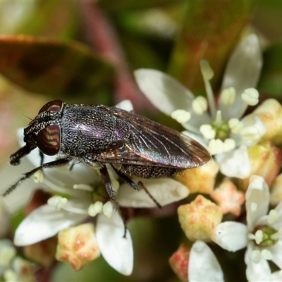 Stomorhina subapicalis (A snout fly) at Higgins, ACT - 22 Aug 2025 by AlisonMilton