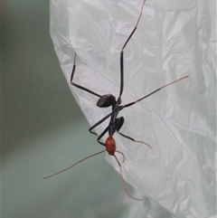 Leptomyrmex erythrocephalus (Spider ant) at Currowan, NSW - 23 Aug 2025 by UserCqoIFqhZ