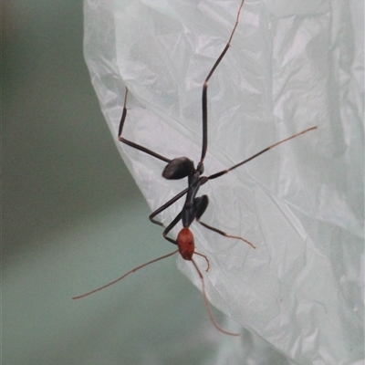 Leptomyrmex erythrocephalus (Spider ant) at Currowan, NSW - 23 Aug 2025 by UserCqoIFqhZ