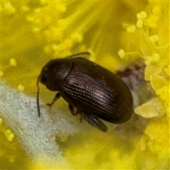 Alticini (tribe) (Unidentified flea beetle) at Russell, ACT - 22 Aug 2025 by Hejor1