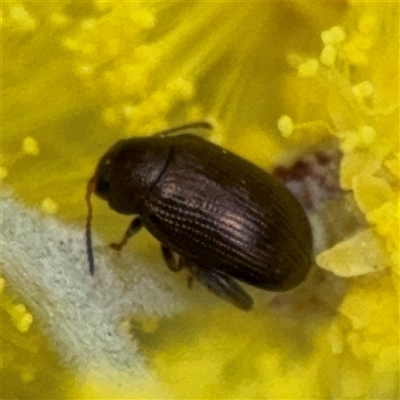 Alticini (tribe) (Unidentified flea beetle) at Russell, ACT - 22 Aug 2025 by Hejor1