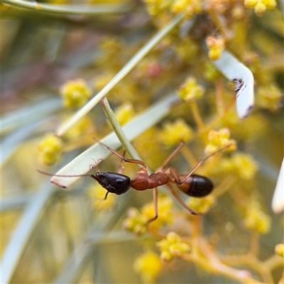 Camponotus consobrinus (Banded sugar ant) at Russell, ACT - 22 Aug 2025 by Hejor1