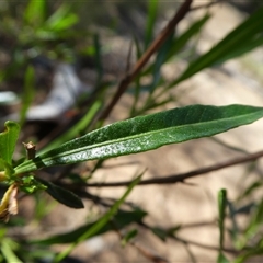 Dodonaea viscosa at Ballyroe, NSW - 30 Dec 2017 by TwoRivers