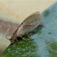Micromus tasmaniae (Tasmanian Brown Lacewing) at Higgins, ACT - 22 Aug 2025 by AlisonMilton