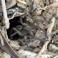 Lycosidae (family) (Wolf spider) at Russell, ACT - 22 Aug 2025 by Hejor1