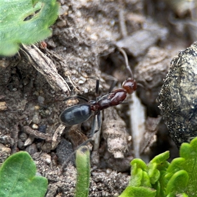Papyrius sp. (genus) (A Coconut Ant) at Russell, ACT - 22 Aug 2025 by Hejor1