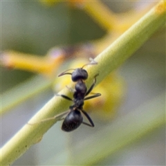 Formicidae (family) (Unidentified ant) at Russell, ACT - 22 Aug 2025 by Hejor1