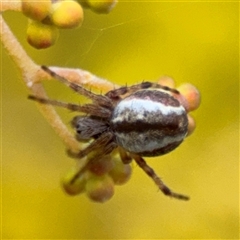 Araneus sp. (genus) at Russell, ACT - 22 Aug 2025 by Hejor1