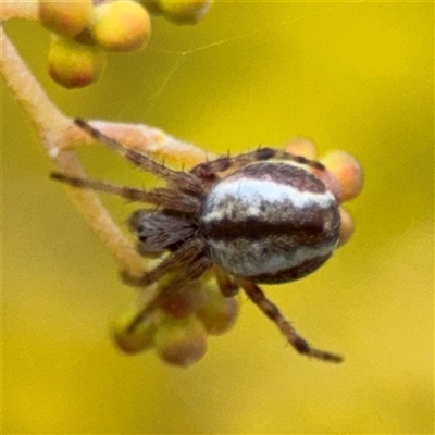 Araneus sp. (genus) at Russell, ACT - 22 Aug 2025 by Hejor1