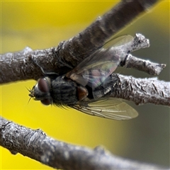 Tachinidae (family) (Unidentified Bristle fly) at Russell, ACT - 22 Aug 2025 by Hejor1