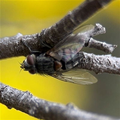 Tachinidae (family) (Unidentified Bristle fly) at Russell, ACT - 22 Aug 2025 by Hejor1