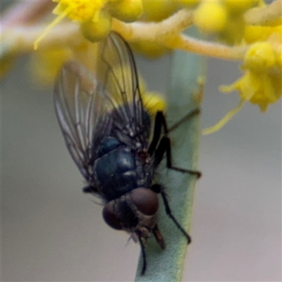 Calliphoridae (family) (Unidentified blowfly) at Russell, ACT - 22 Aug 2025 by Hejor1