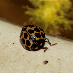 Harmonia conformis (Common Spotted Ladybird) at Higgins, ACT - 22 Aug 2025 by AlisonMilton
