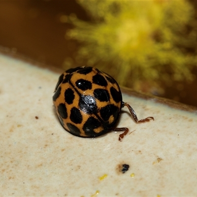 Harmonia conformis (Common Spotted Ladybird) at Higgins, ACT - 22 Aug 2025 by AlisonMilton
